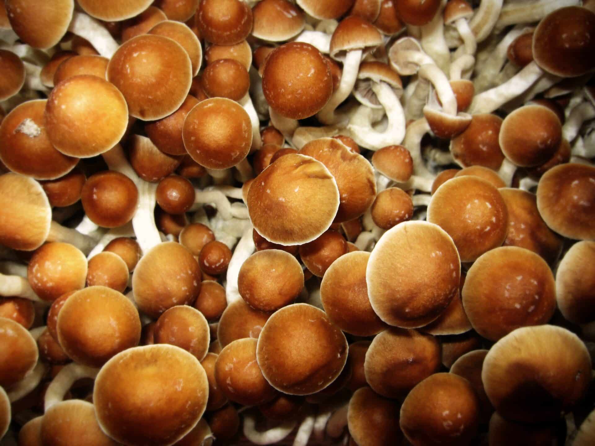 How to use magic mushrooms