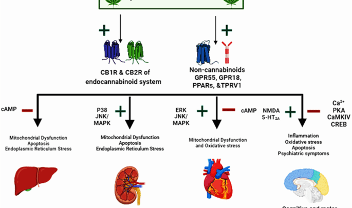 Understanding the Synthetic Cannabinoid