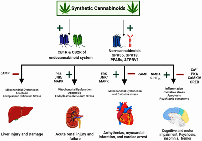 Understanding the Synthetic Cannabinoid